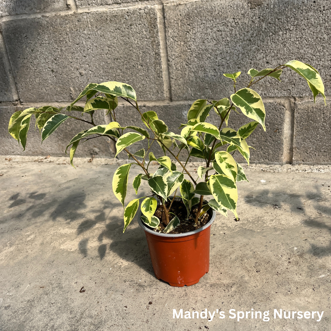 'Samantha' Weeping Fig - Ficus benjamina