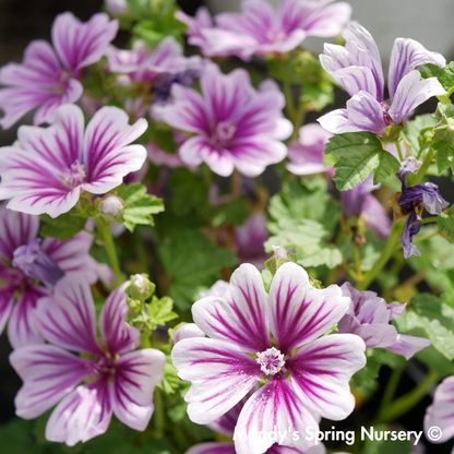 Zebrina Mallow | Malva sylvestris 'Zebrina'