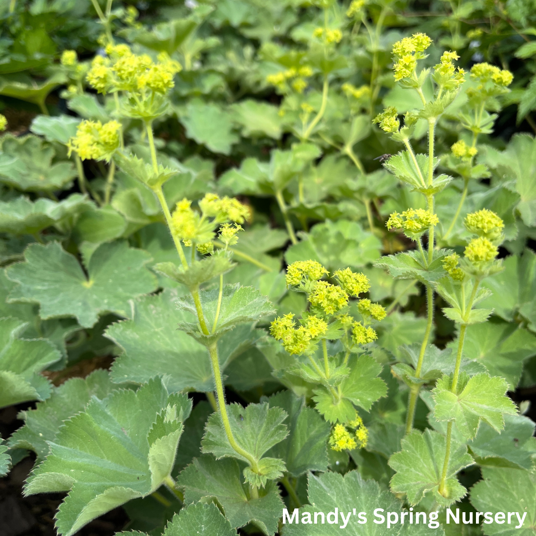 Lady's Mantle ‘Thriller’ | Alchemilla mollis