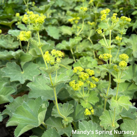 Lady's Mantle ‘Thriller’ | Alchemilla mollis