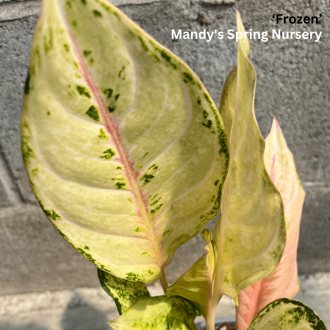 'Lucky Plant' | Aglaonema