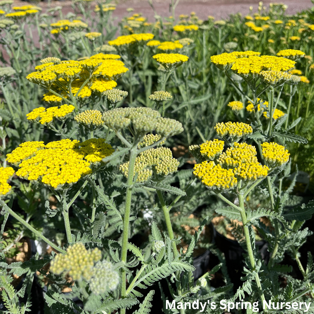 Moonshine Yarrow | Achillea