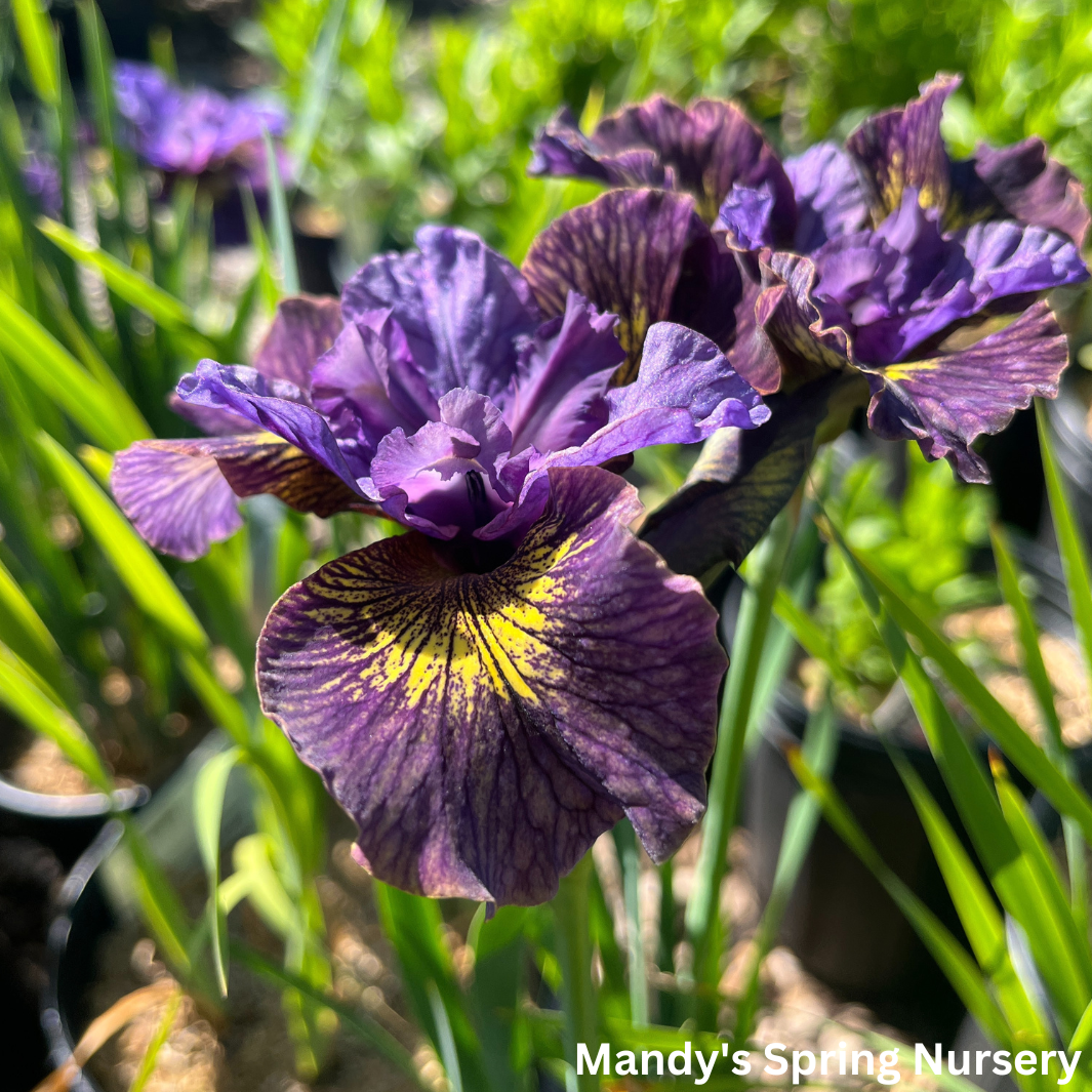 'Purring Tiger' Siberian Iris | Iris sibirica 'Purring Tiger'