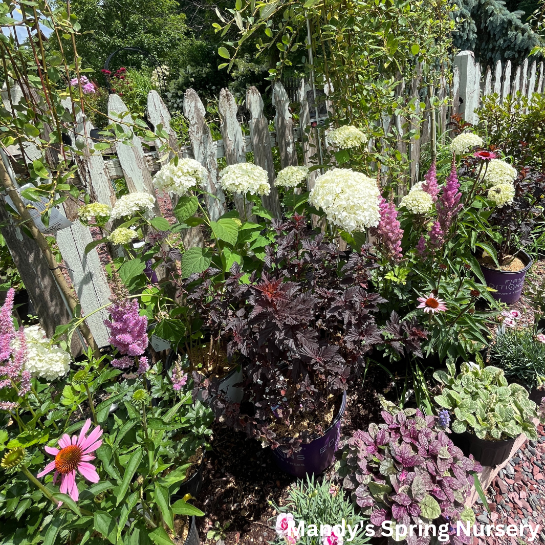 Incrediball Smooth Hydrangea | Hydrangea arborescens