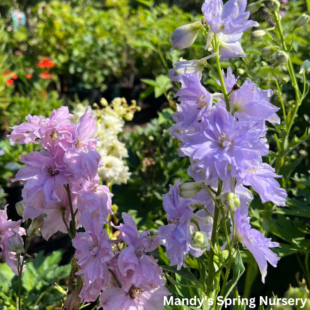 Delphinium New Zealand 'Mini Stars' | Dwarf Hybrid Bee Delphinium