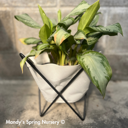 Butterfly Sling Planter