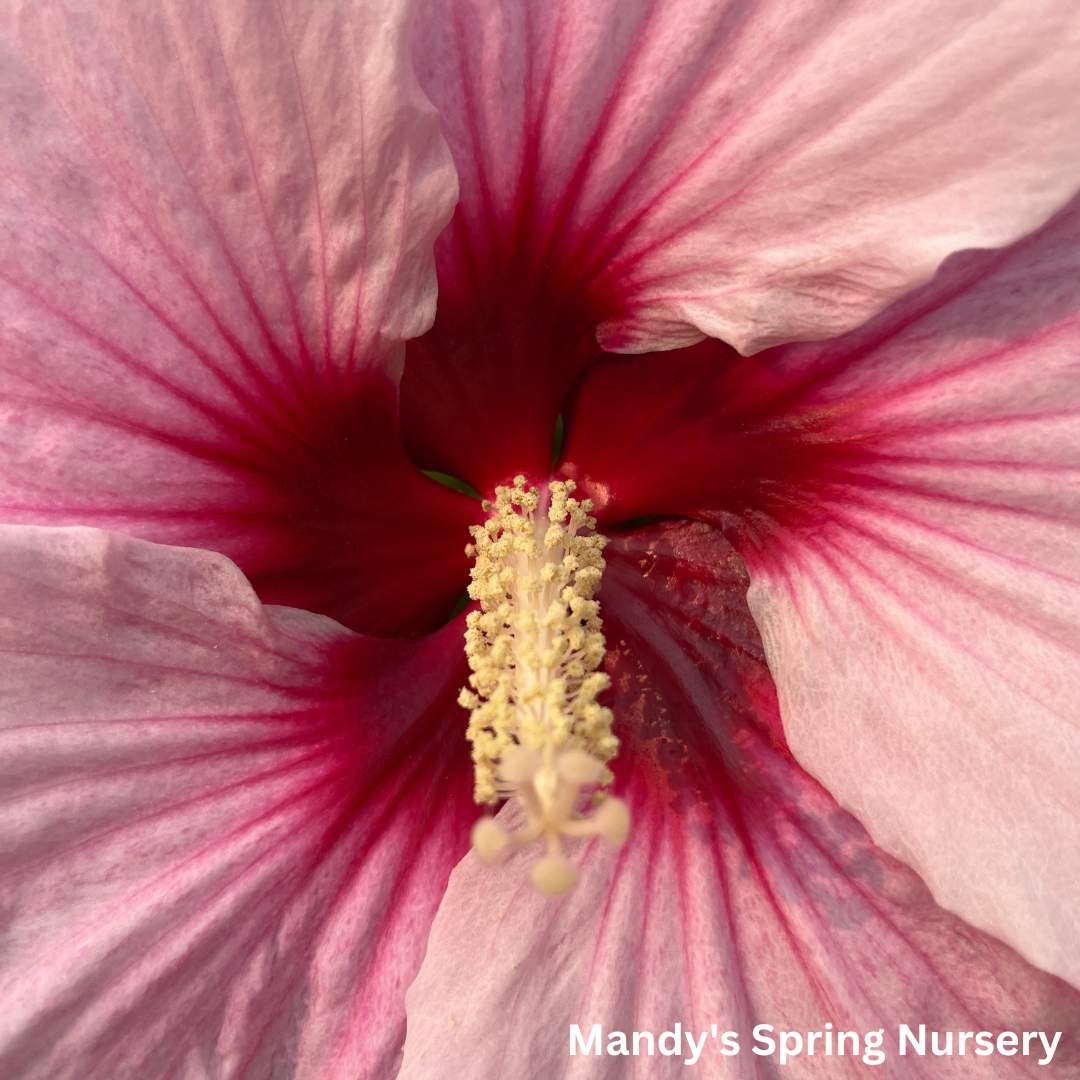 'Perfect Storm' Hibiscus | Rose Mallow