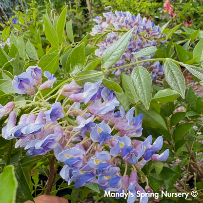 Summer Cascade Wisteria | Wisteria macrostachya 'Betty Matthews'