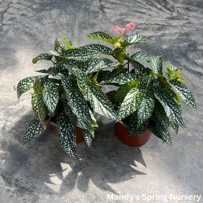 Double Dot Begonia | Begonia c