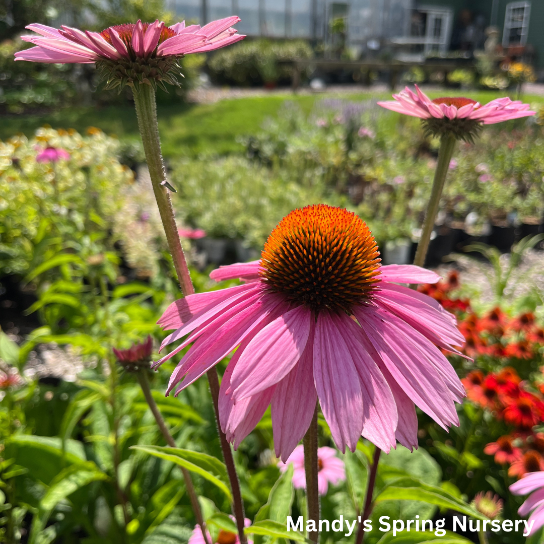 'Magnus' Coneflower |  Echinacea purpurea 'Magnus'