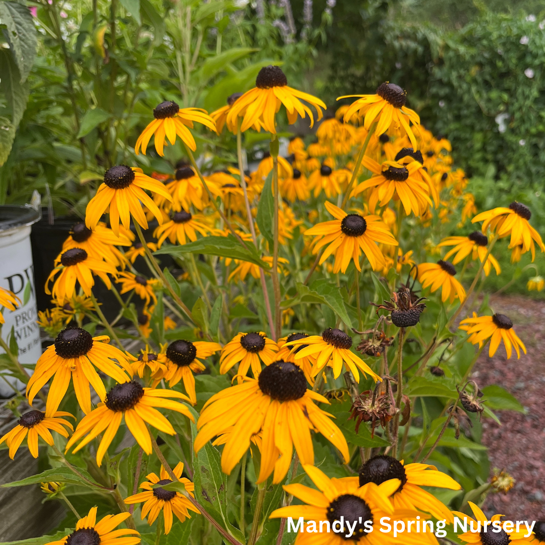 Goldsturm Black-Eyed Susan | Rudbeckia fulgida