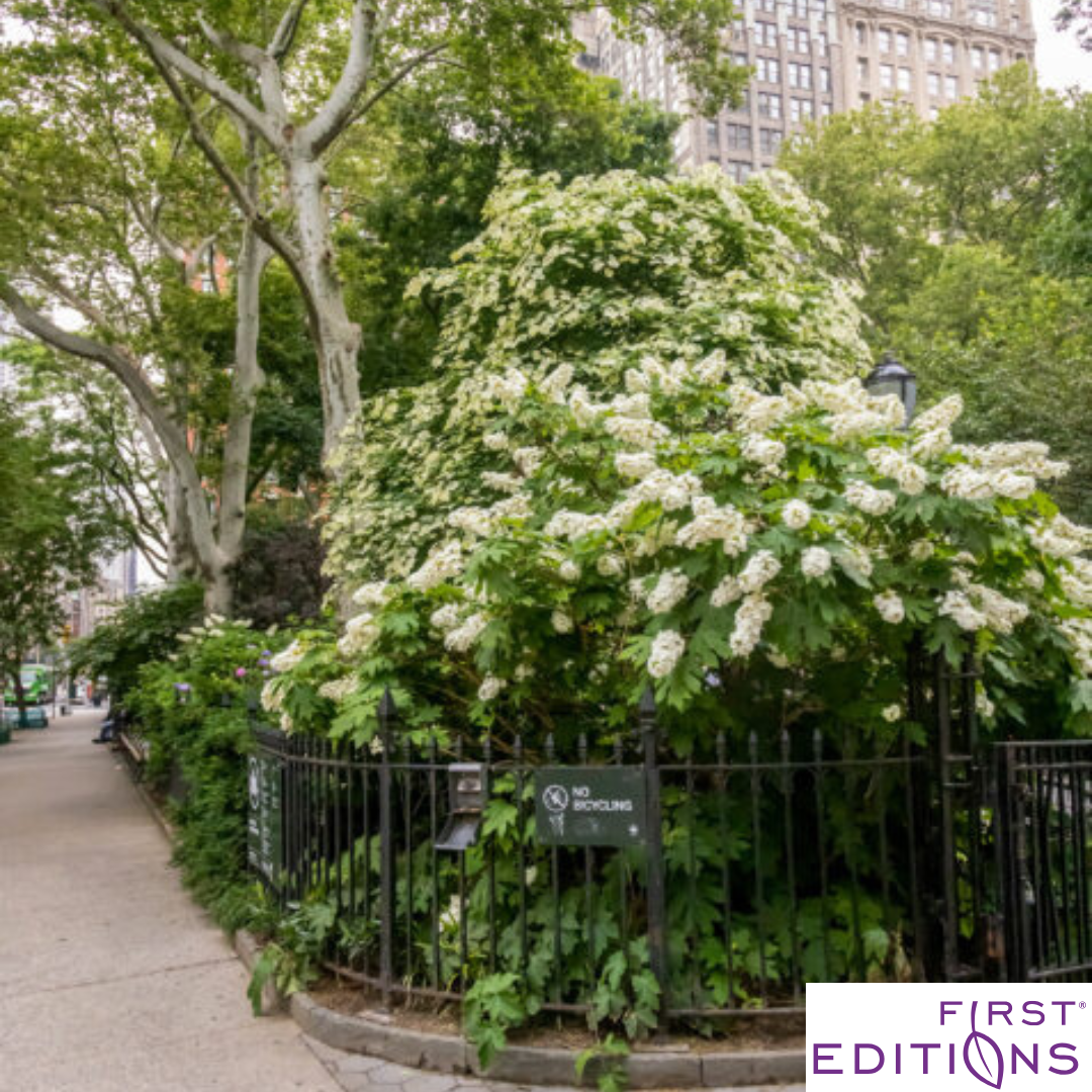 'Jetstream' Oakleaf Hydrangea | Hydrangea quercifolia