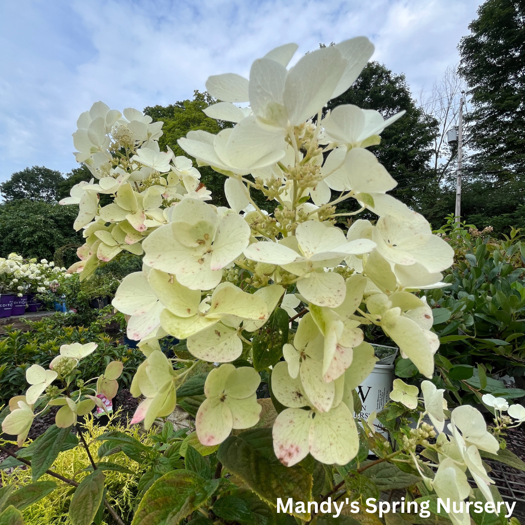 White Diamonds Hydrangea | Hydrangea paniculata