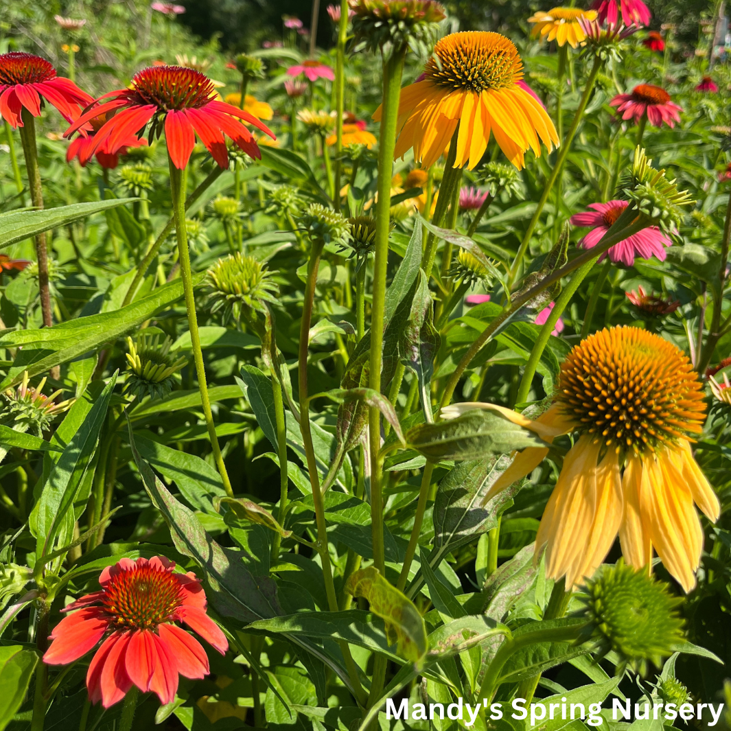 'Cheyenne Spirit' Coneflower | Echinacea 'Cheyenne Spirit'