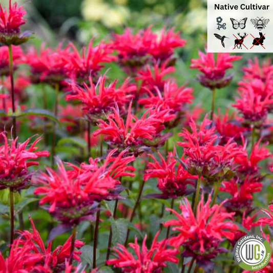 'Red Velvet' Bee Balm - Monarda 'Red Velvet'