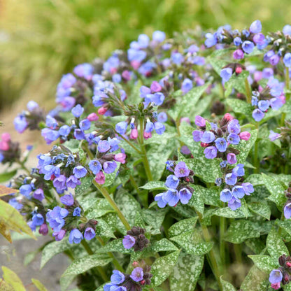 'Pink-a-Blue' Lungwort | Pulmonaria