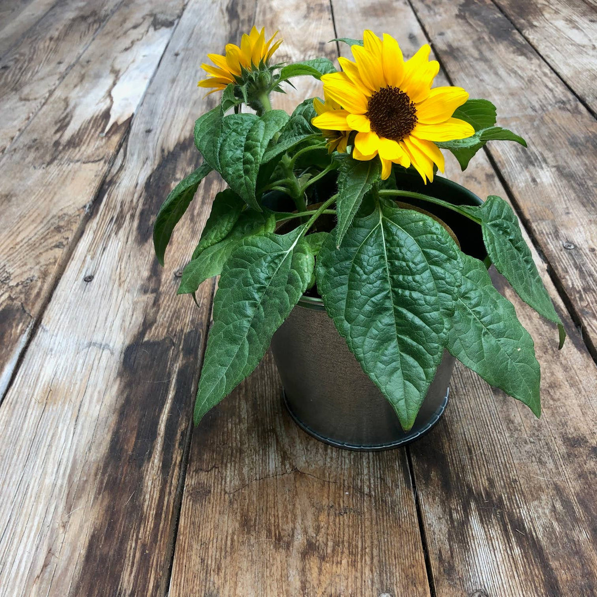Garden in a Pail Mini Sunflowers | Summer & Fall Flowers