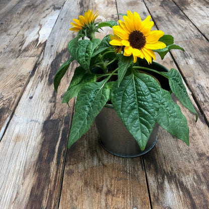 Garden in a Pail Mini Sunflowers | Summer & Fall Flowers