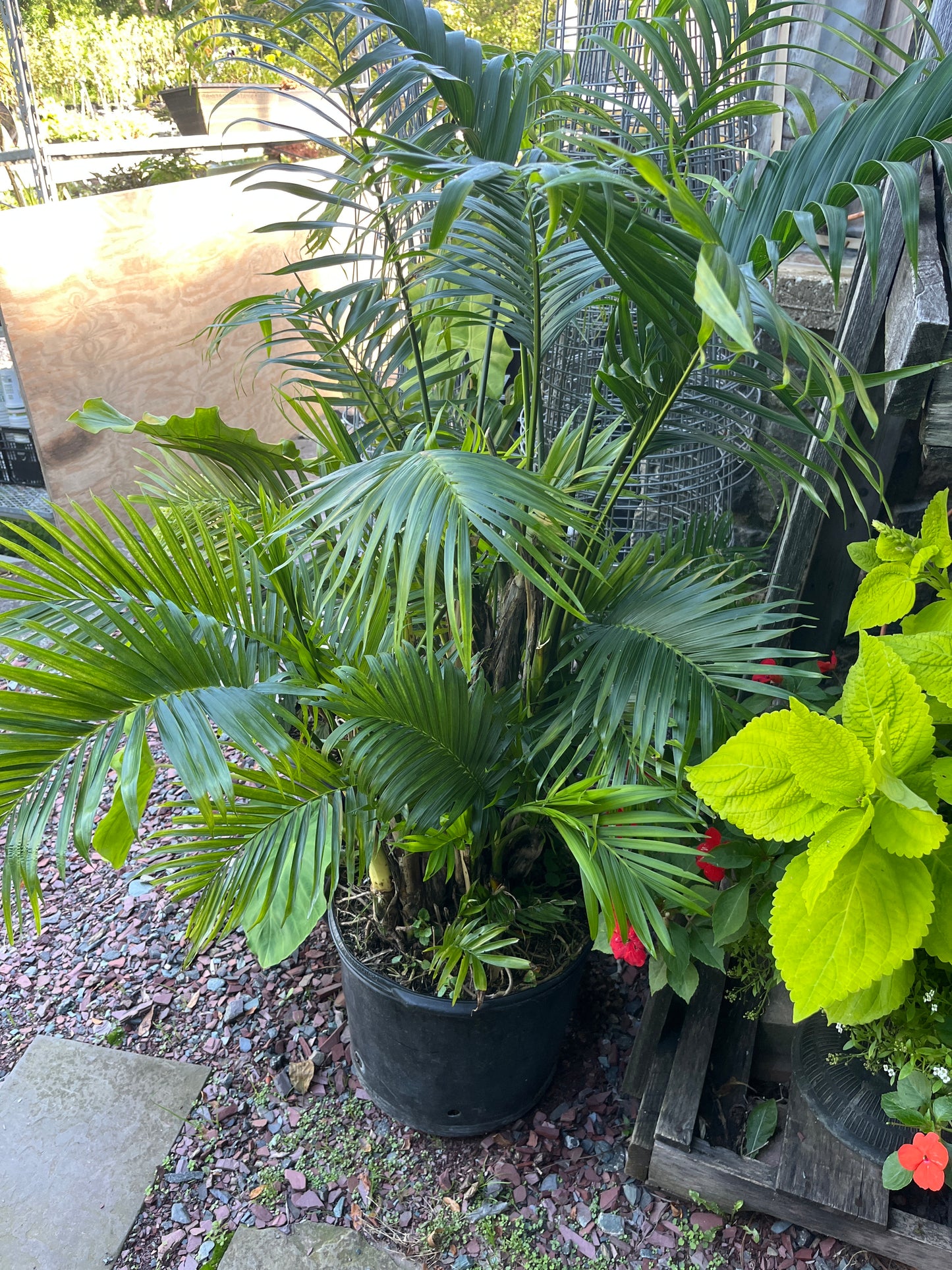 Mandy's Indoor Plants