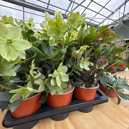 Assorted Hellebore | Helleborus
