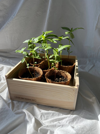 Flower Cutting Garden Box - Mixed Zinnia