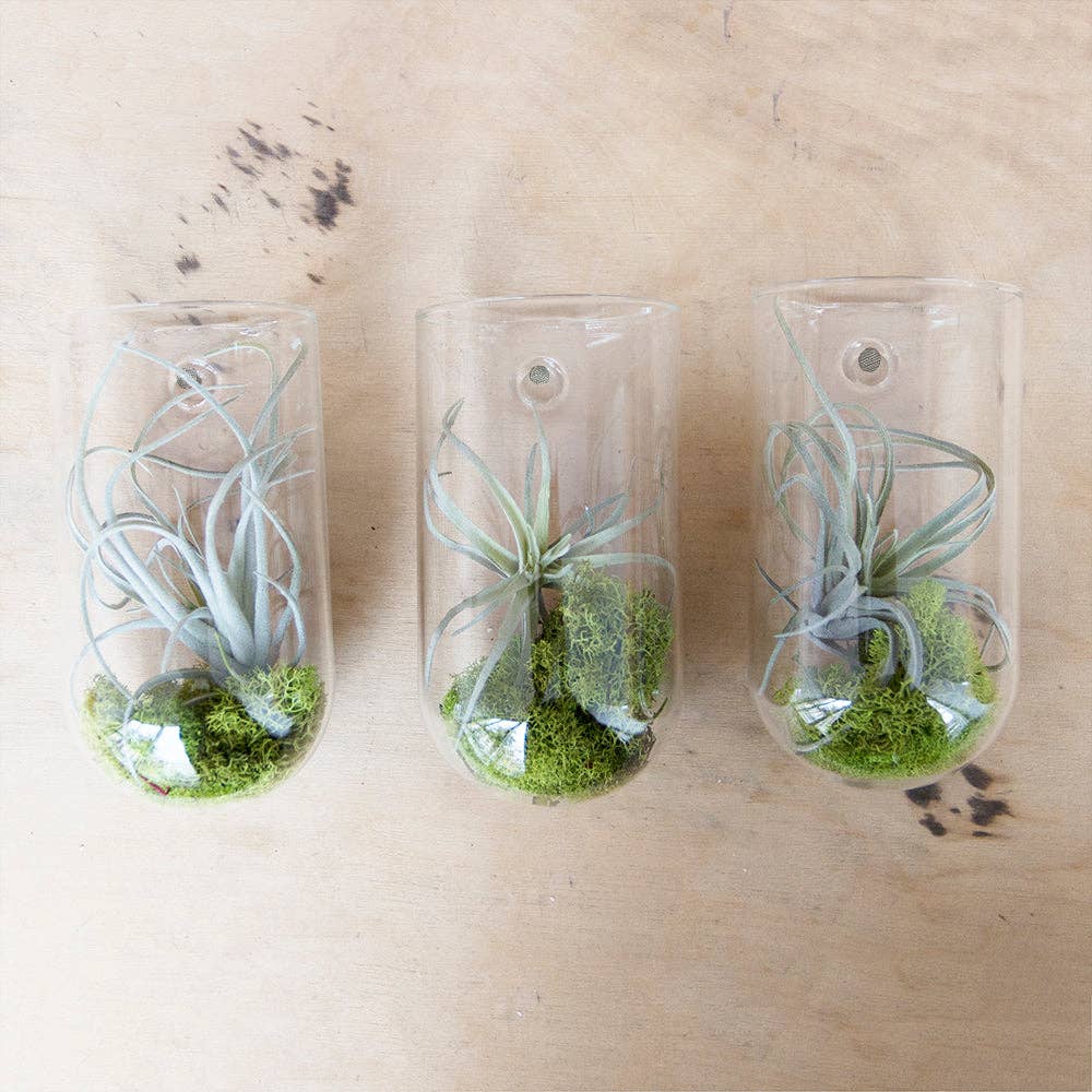 Flower Vase Clear Glass With Hole For Wall Mounting