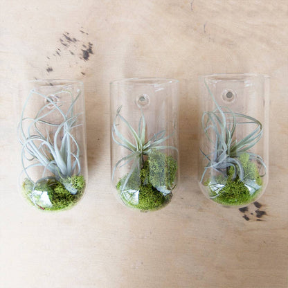 Flower Vase Clear Glass With Hole For Wall Mounting