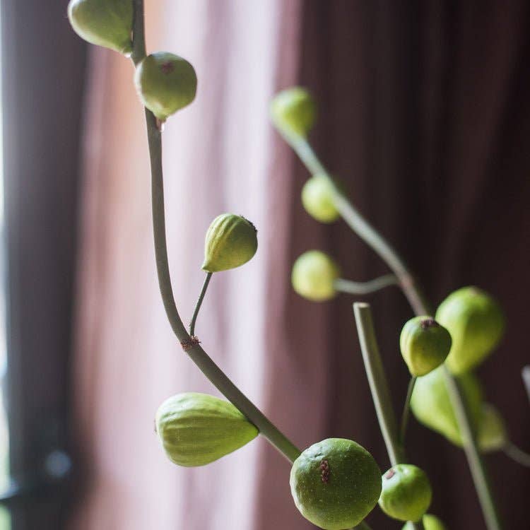 Artificial Fig Fruit Stem 30" Tall Silk Branch