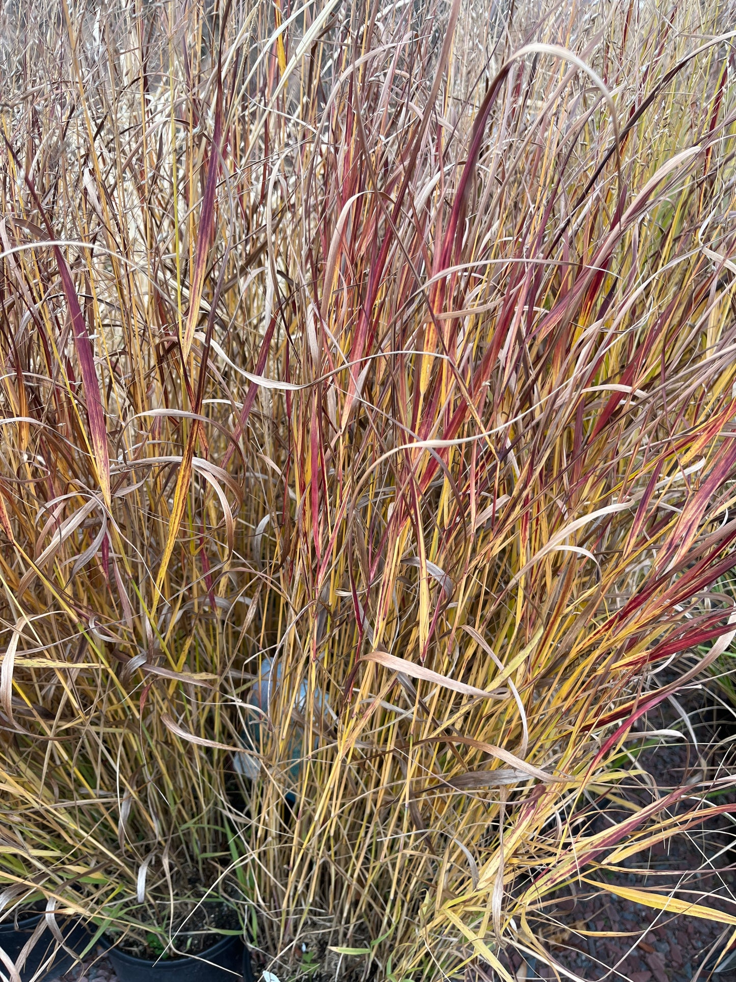 Shenandoah Red Switchgrass | Panicum virgatum