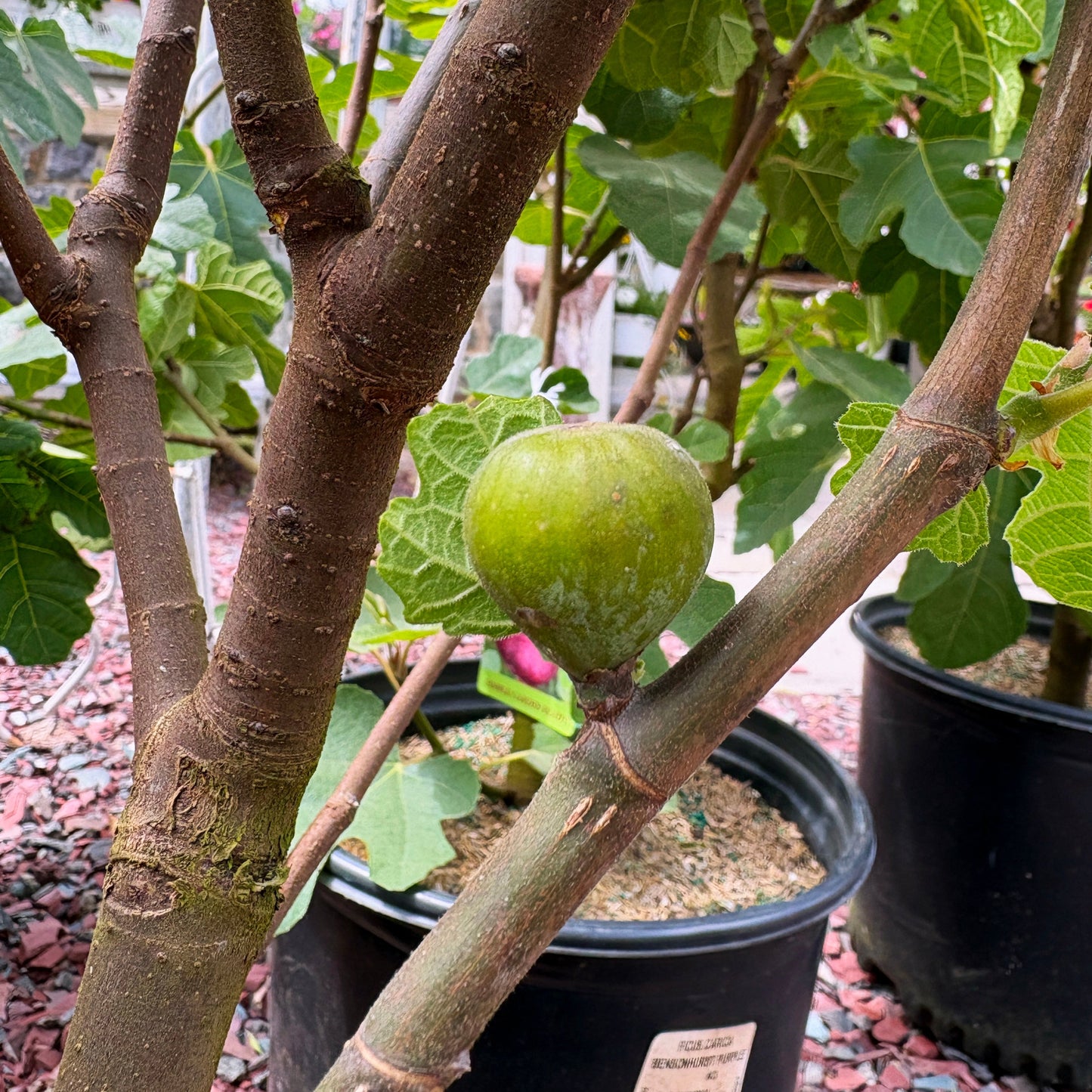 'Bensonhurst Purple' Chicago Hardy Fig | Ficus