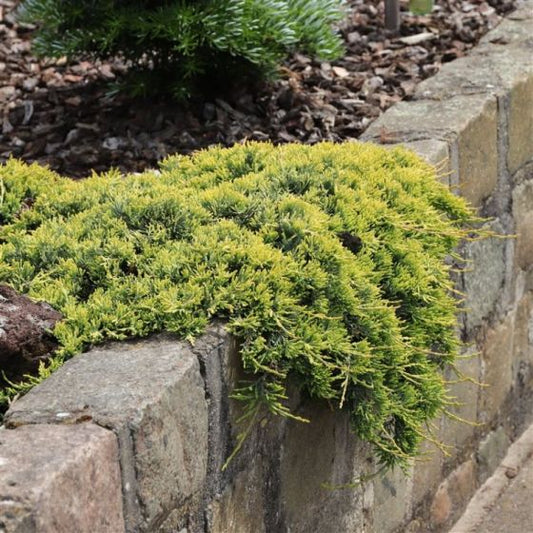 'Golden Carpet' Creeping Juniper | Juniperus horizontalis 'Golden Carpet'