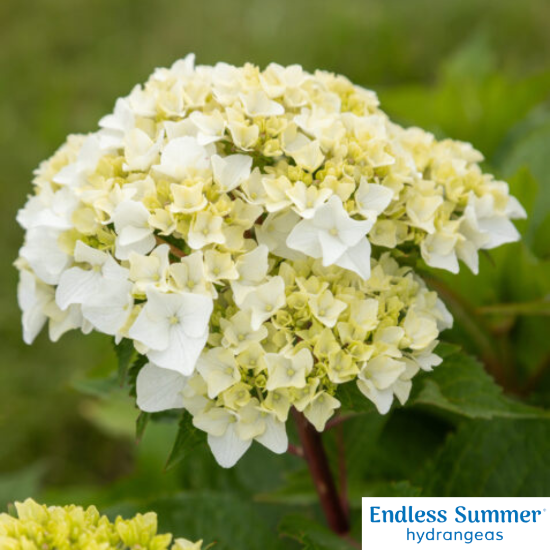 DreamCloud® Reblooming Hydrangea | Hydrangea macrophylla 'Bailmaceight'