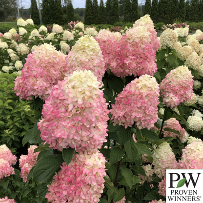Limelight Prime Hydrangea | Hydrangea paniculata