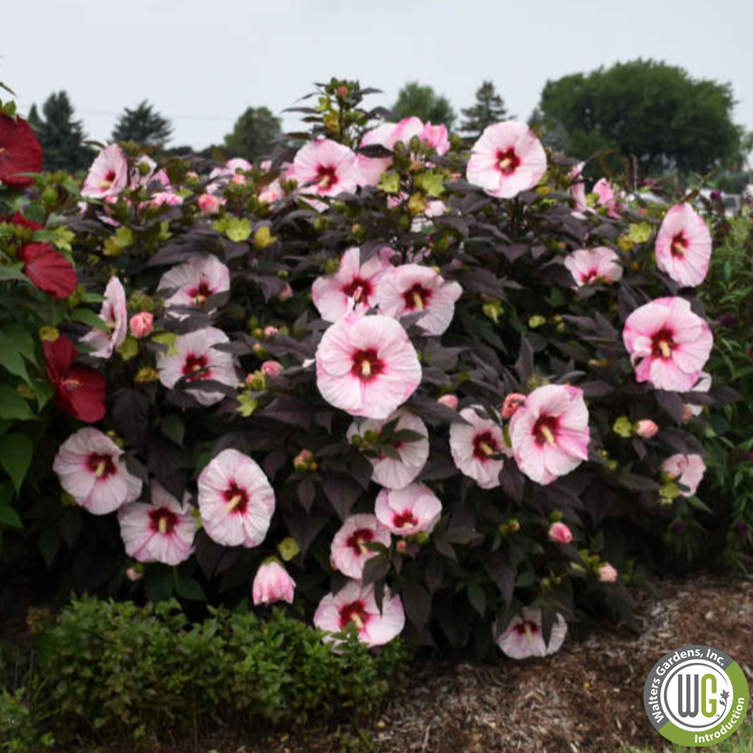 'Perfect Storm' Hibiscus | Rose Mallow