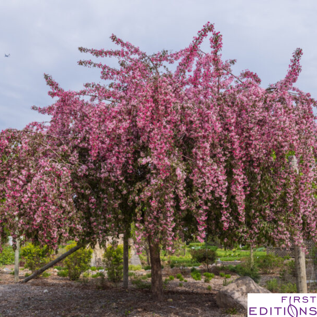 Ruby Tears Weeping Crabapple | Malus 'Bailears'