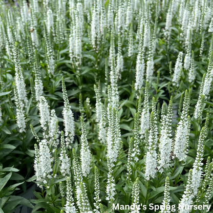 White Wands Spike Speedwell | Veronica