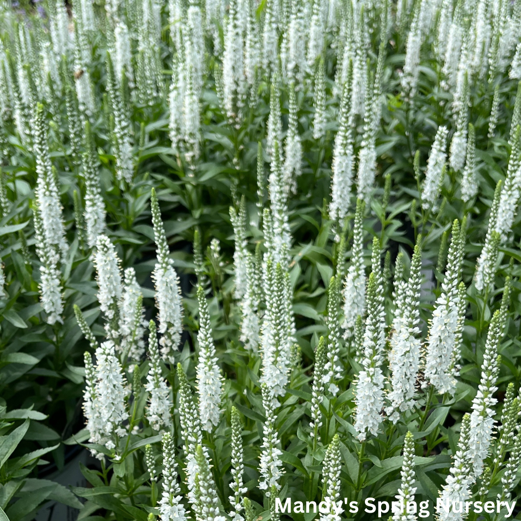 White Wands Spike Speedwell | Veronica 'White Wands'