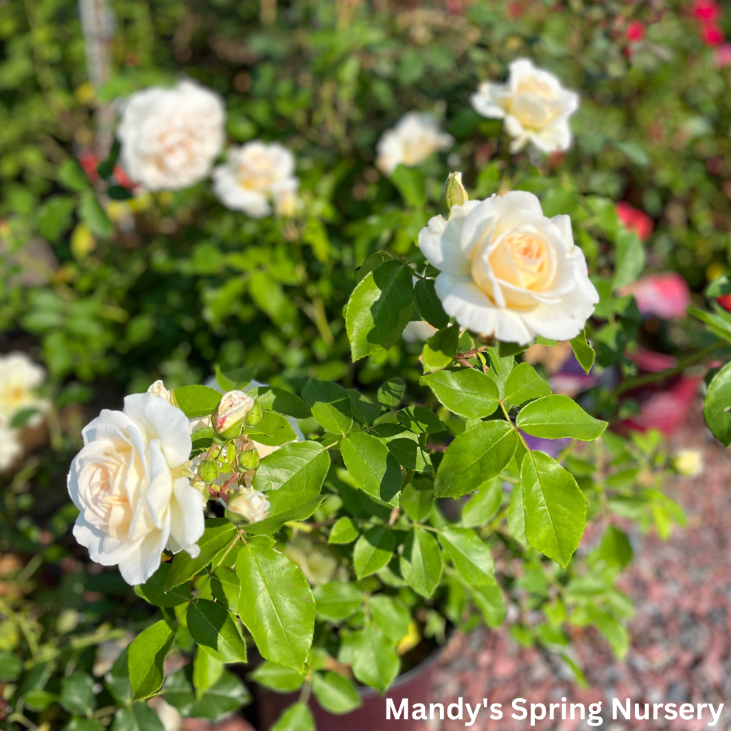 Hella® Climbing Rose