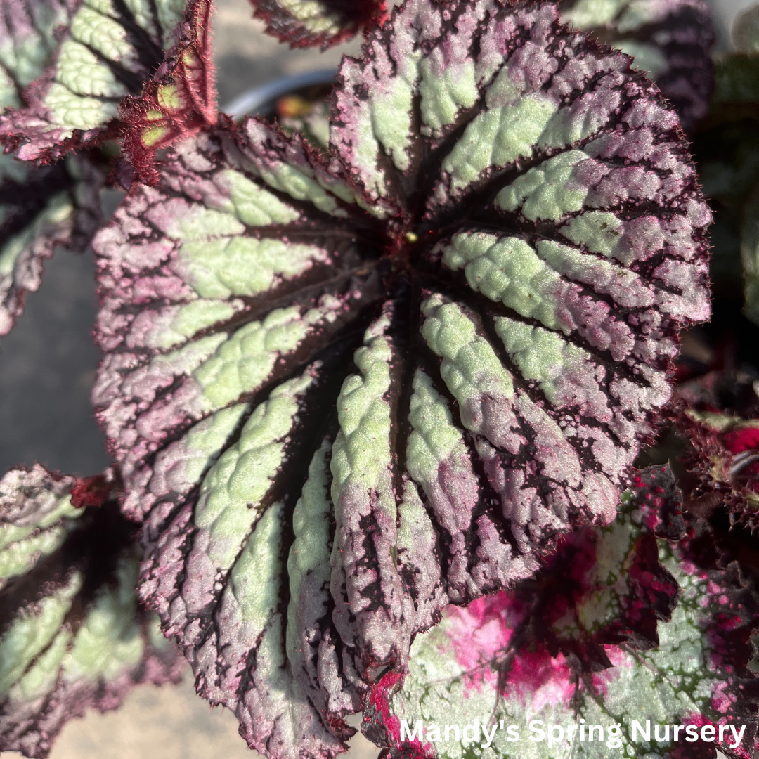 'Painted Leaf' Begonia - Rex begonia