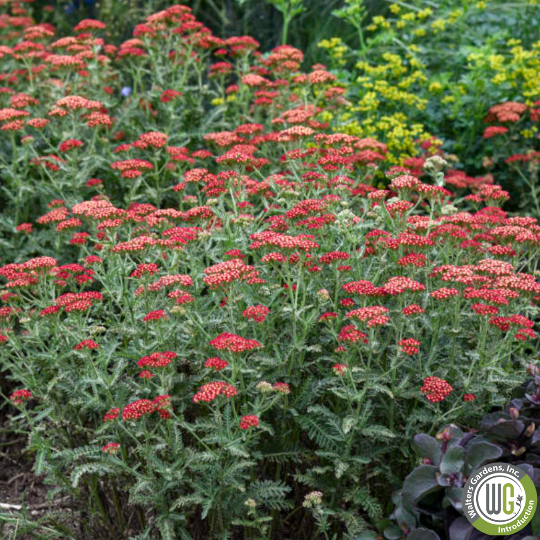 'Sassy Summer Sangria' Yarrow | Achillea 'Sassy Summer Sangria'