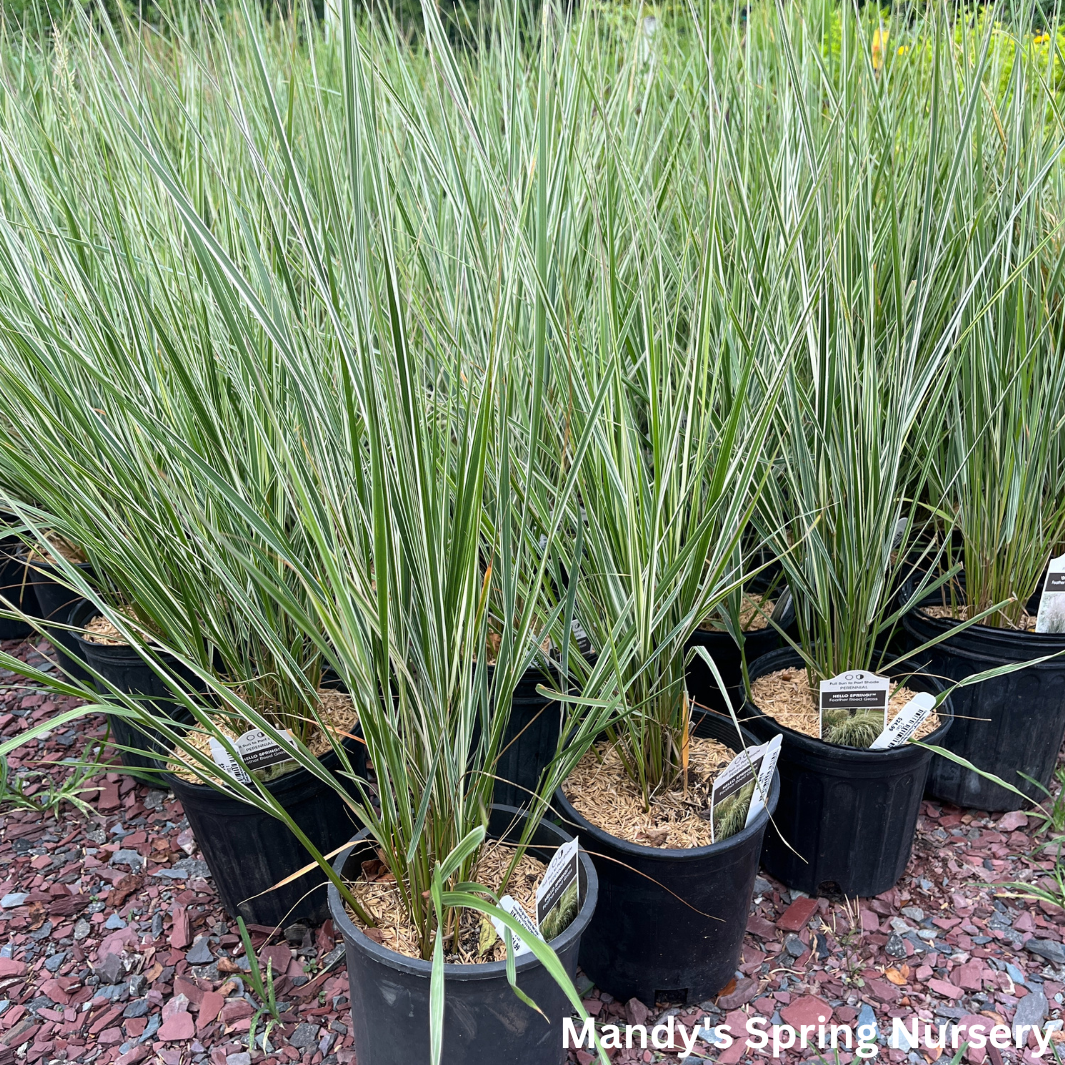 'Hello Spring™' Feather Reed Grass | Calamagrostis acutiflora Hello Spring!™ (Copy)