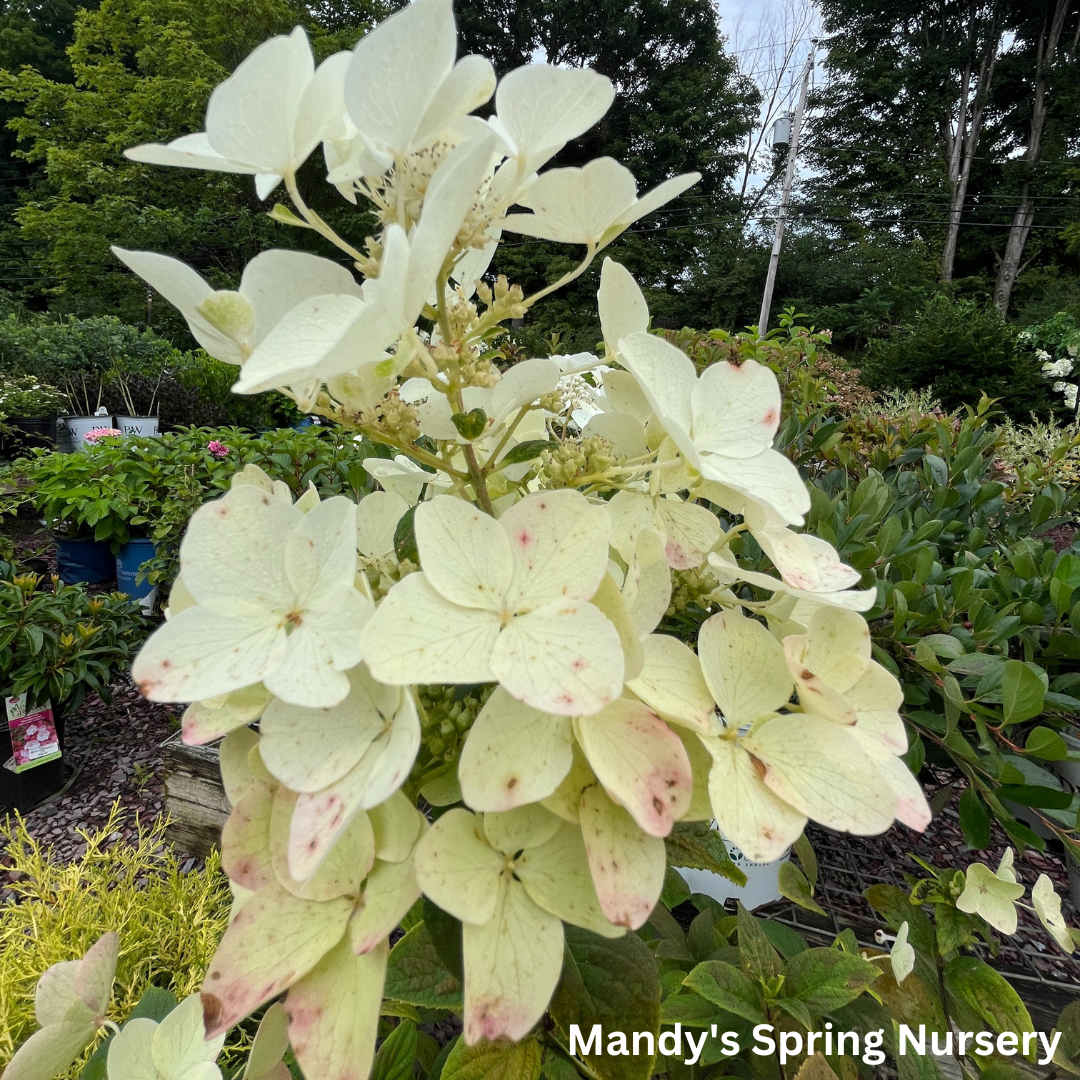 White Diamonds Hydrangea | Hydrangea paniculata