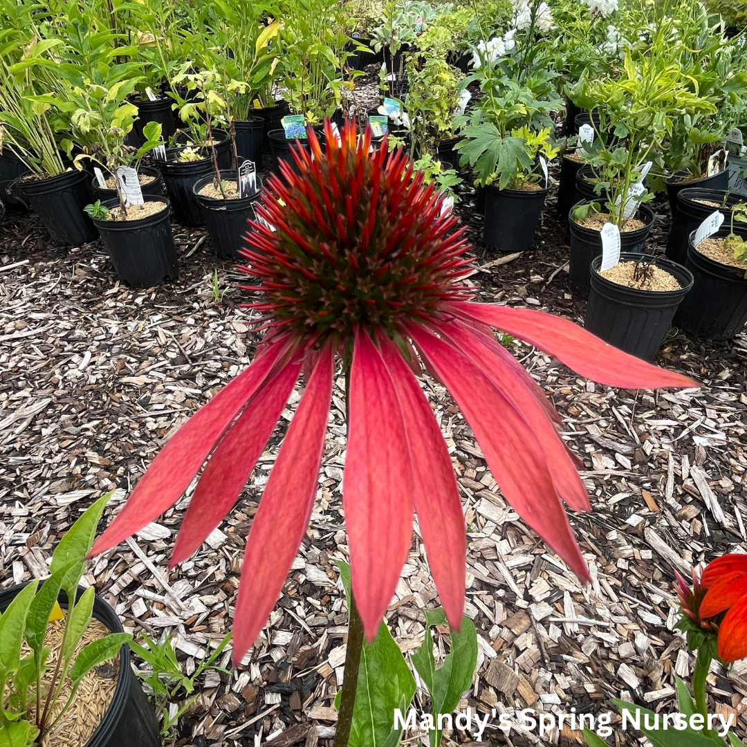 'Cheyenne Spirit' Coneflower | Echinacea 'Cheyenne Spirit'