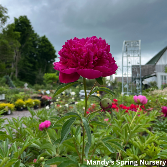 Rachel Peony | Paeonia 'Rachel'