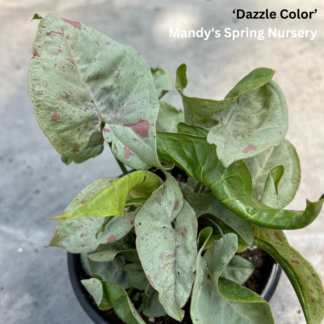 Arrowhead Plant | Syngonium