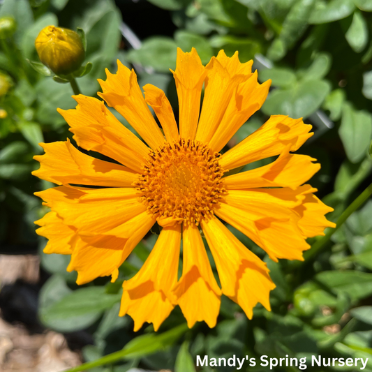 'Jethro Tull' Tickseed | Coreopsis 'Jethro Tull'