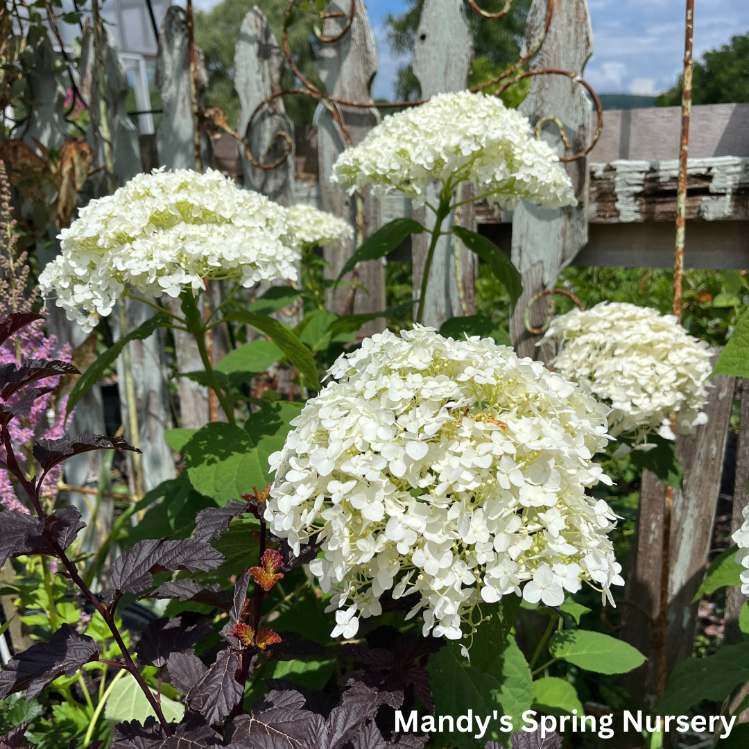 Incrediball Smooth Hydrangea | Hydrangea arborescens