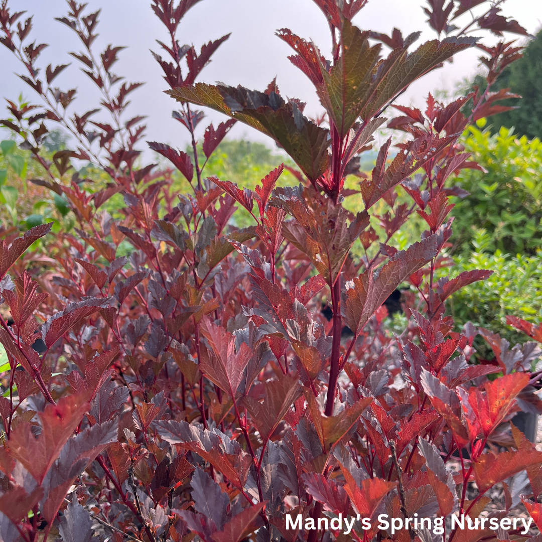 Summer Wine® Ninebark | Physocarpus opu.