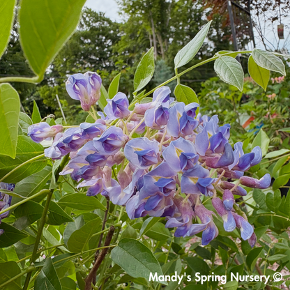 Summer Cascade Wisteria | Wisteria macrostachya 'Betty Matthews'