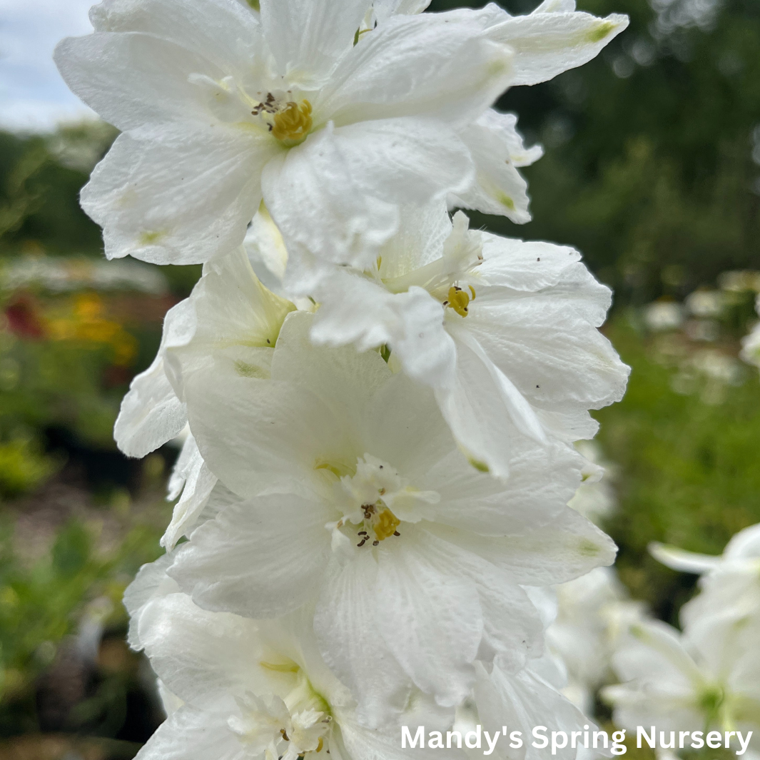 Delphinium 'Guardian White' | Delphinium elatum 'Guardian White'